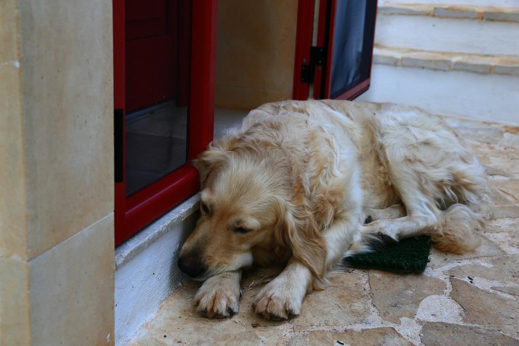 B&B Giovannarolla Green House Ostuni Buitenkant foto